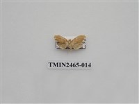 藏品(波紋斑苔蛾)的圖片